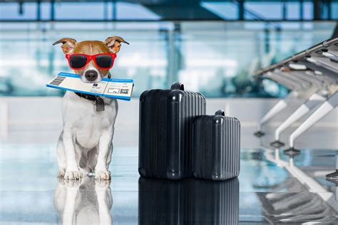 airbaltic traveling with dogs.